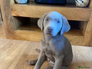 Labrador Retriever dogs Silver Labrador pups (NBS) - Advert 2