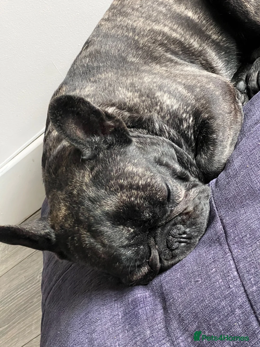 French Bulldog dogs for sale: 2 year old French bulldog called Walter - Advert 2