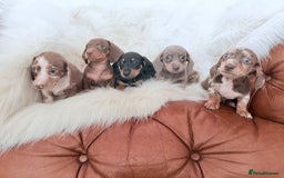 Miniature Dachshund dogs for sale: Stunning Litter of Miniature Dachshund Pups  - Image 1