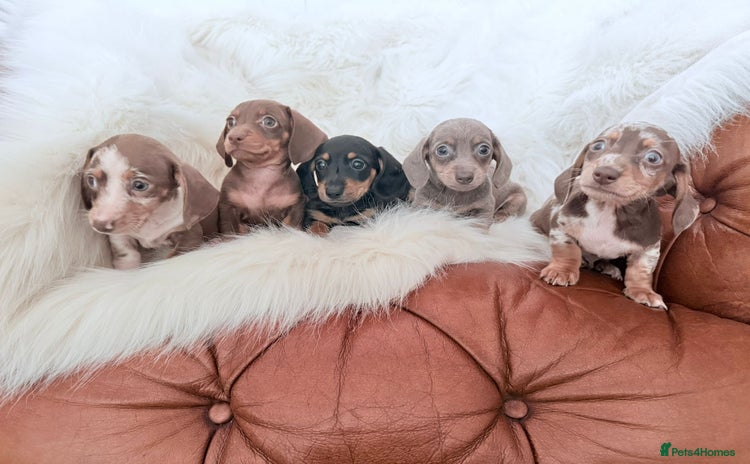 Miniature Dachshund dogs - Advert 1