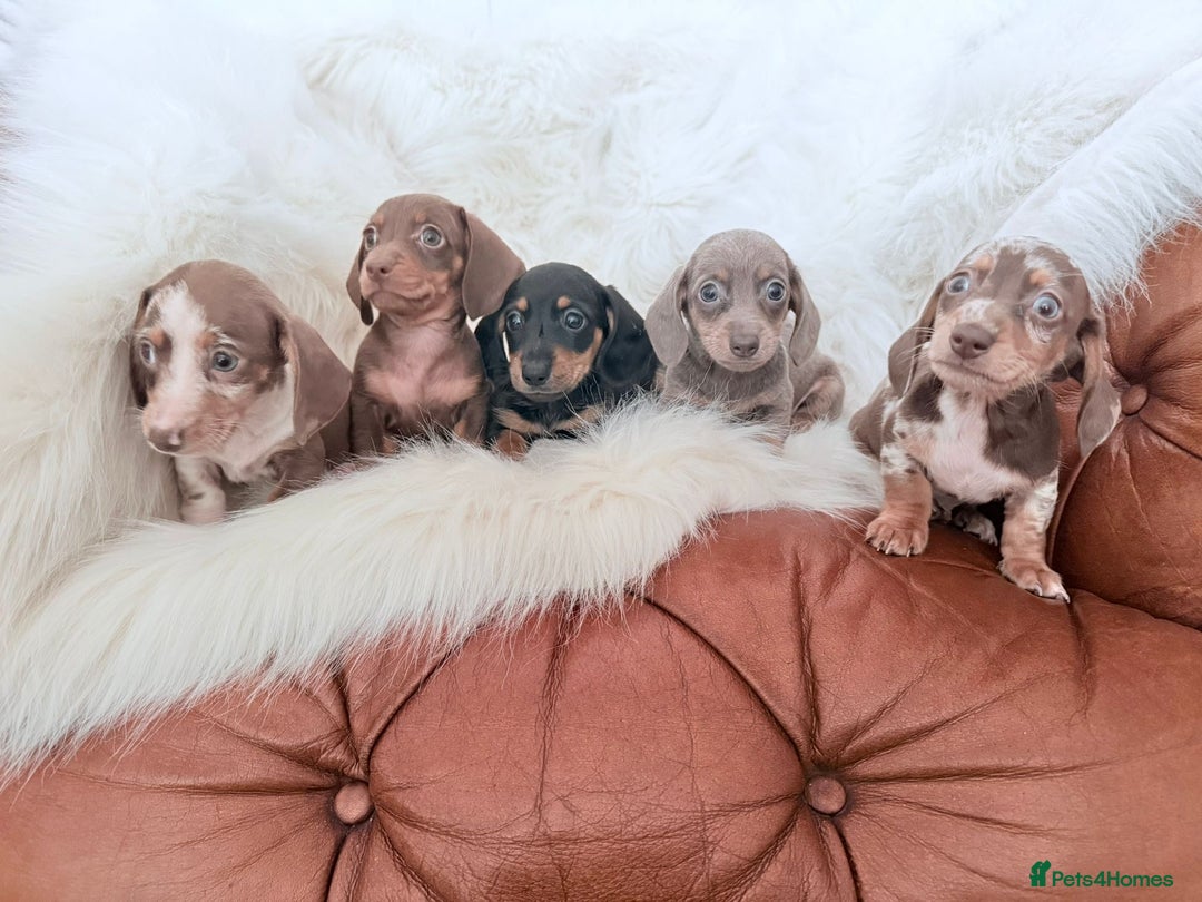 Miniature Dachshund dogs for sale: Stunning Litter of Miniature Dachshund Pups  - Image 1