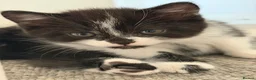 Scottish Fold cats for sale: 🤎🤍 Scottish Girls Seeking Loving Homes in London - Advert 7