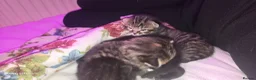 Mixed Breed cats for sale: Adorable kittens  in London - Advert 18