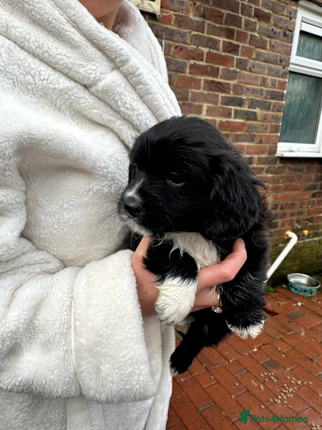 Mixed Breed dogs for sale: Pom X Cocker spaniel  in Cranbrook - Advert 2