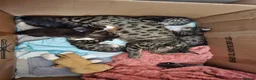 Bengal cats for sale: Bengal kitten's mix - Advert 15