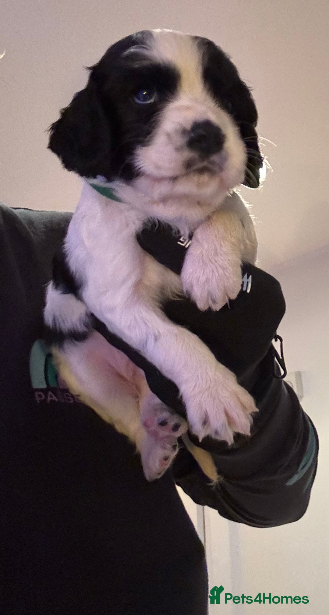 Mixed Breed dogs for sale: Cocker-Jack xCavalier King Charles Spaniel Puppies - Advert 29