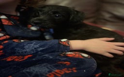 Jackapoo dogs for sale: ✨ Gorgeous Jackapoo puppies ready to leave now ✨ - Advert 11