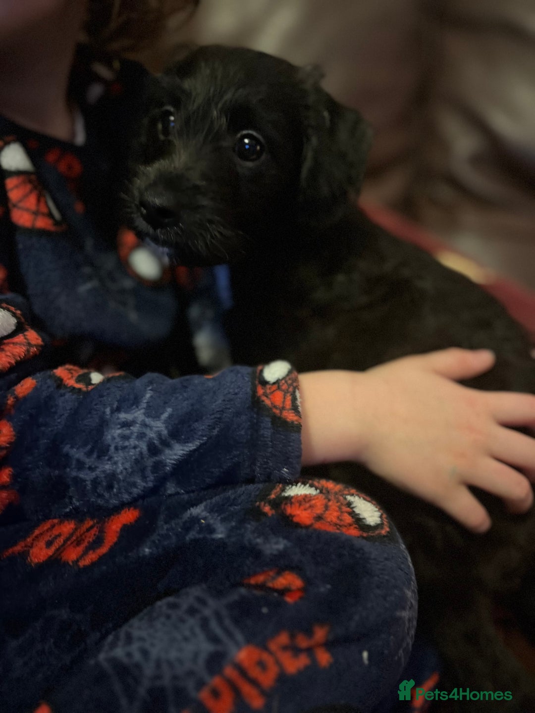 Jackapoo dogs for sale: ✨ Gorgeous Jackapoo puppies ready to leave now ✨ - Advert 11