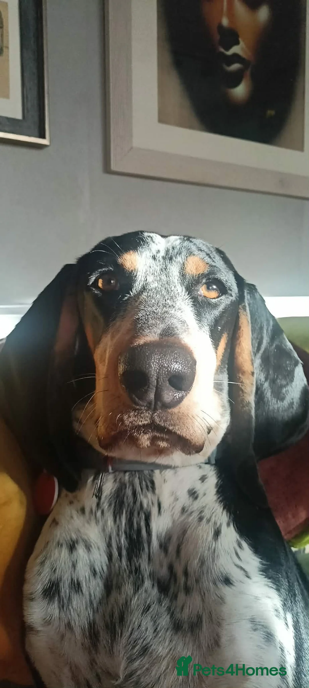Mixed Breed dogs for adoption: Rocky Bluetick Coonhound  - Advert 12