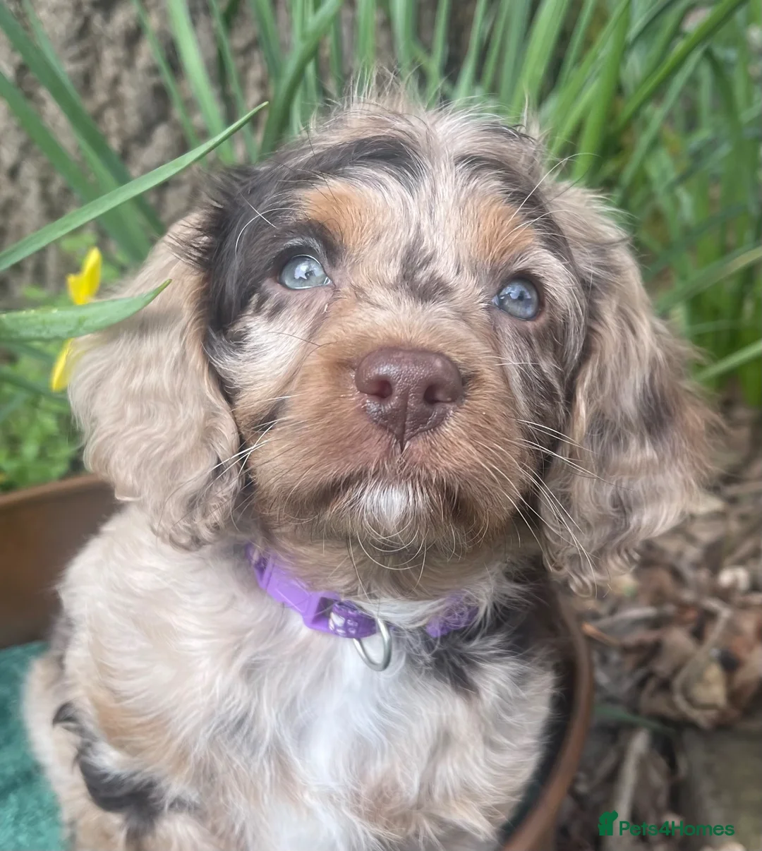 Cavapoo dogs for sale: Adorable baby girl Health tested Parents  - Advert 1