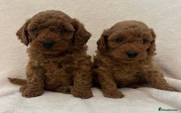 Cavapoo dogs for sale: Fabulous F1b Cavapoo puppies - health tested - Image 1