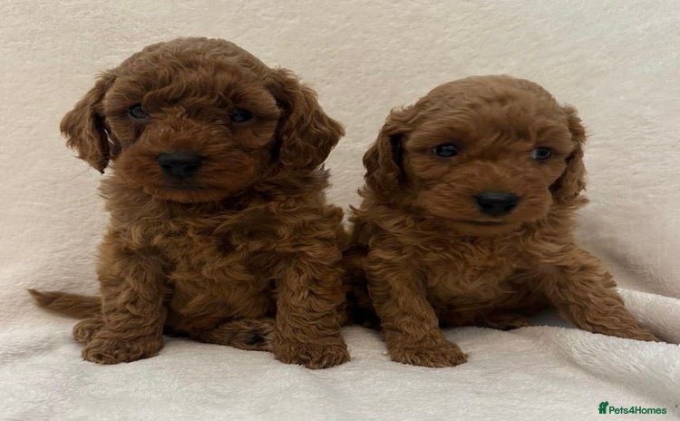 Cavapoo dogs - Advert 6