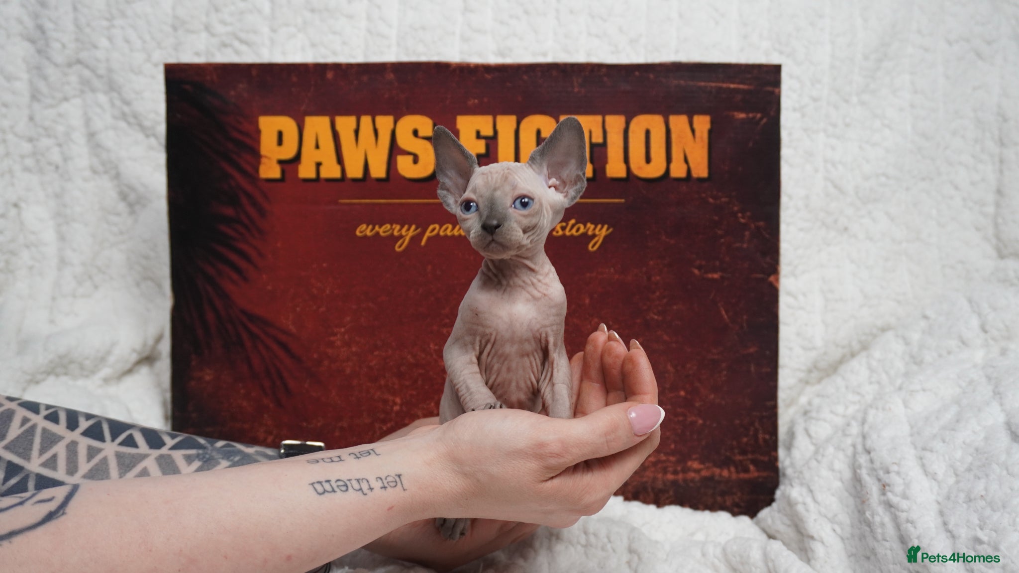 Sphynx cats Blanket Loving Canadian Sphynx - Advert 2