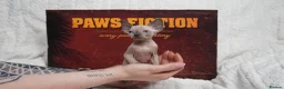 Sphynx cats for sale: Blanket Loving Canadian Sphynx in Manchester - Advert 1