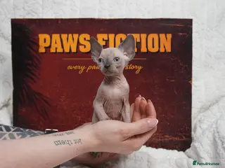 Sphynx cats Blanket Loving Canadian Sphynx - Advert 1