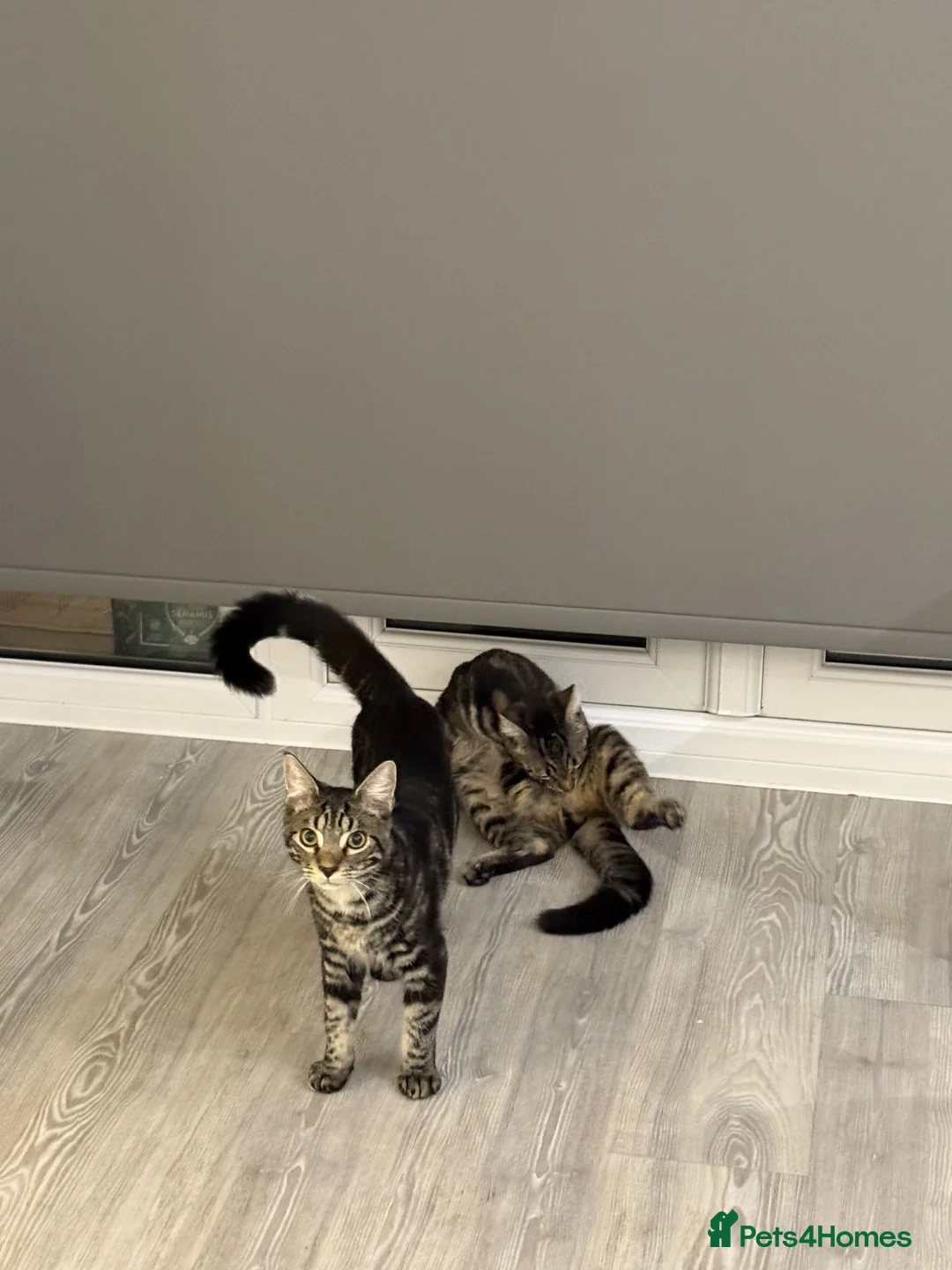 Mixed Breed cats for sale: 2 Tabby brothers, 7 Months - Advert 2