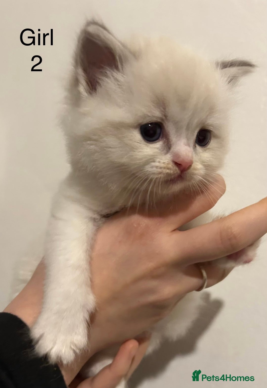 Ragdoll cats for sale: Seal Tabby Point & white Biocolour Ragdoll kittens - Advert 5