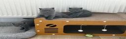 British Shorthair cats for sale: British shorthair kittens available  in Liverpool - Advert 15