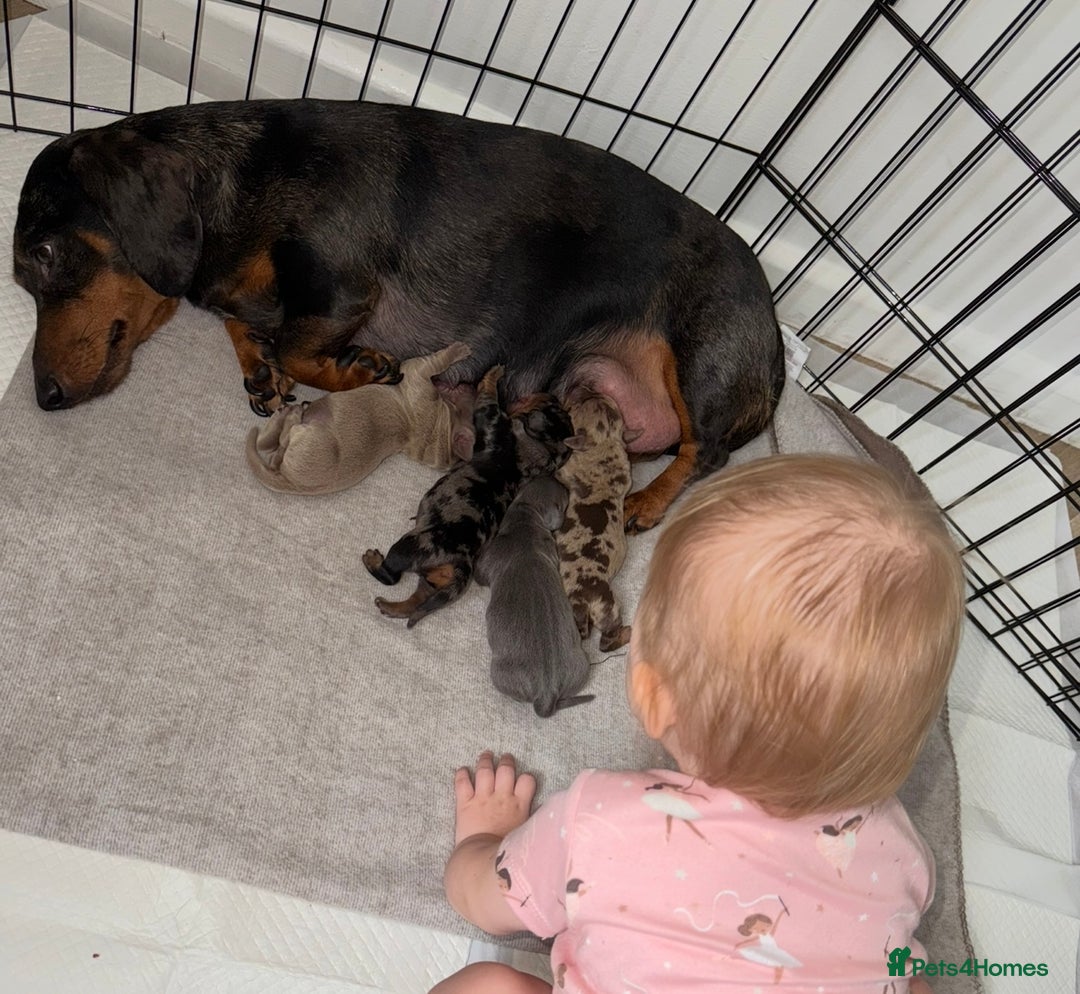 Miniature Dachshund dogs for sale: READY NOW !! mini dachshund pups  - Image 8