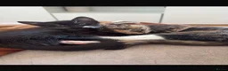 Domestic Shorthair cats for sale: Kittens ready now  - Advert 4