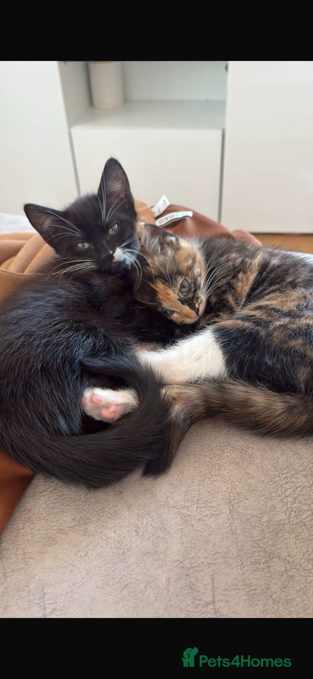 Domestic Shorthair cats for sale: Kittens ready now  - Advert 4