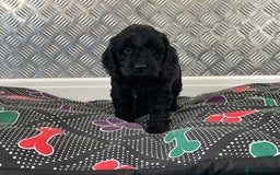 Cockapoo dogs for sale: F1 Cockapoo puppies for sale  - Image 20