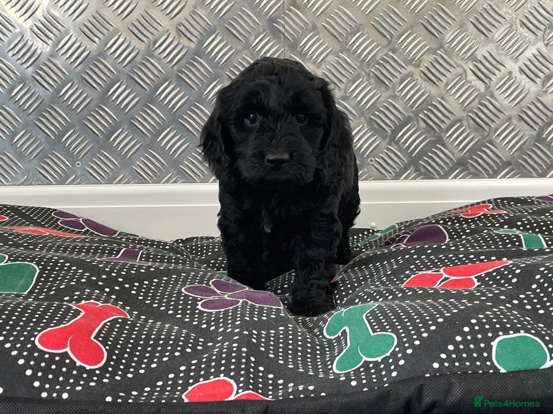 Cockapoo dogs for sale: F1 Cockapoo puppies for sale  - Image 20
