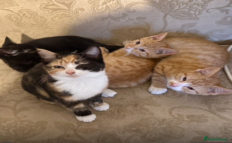 Domestic Shorthair cats - Advert 1