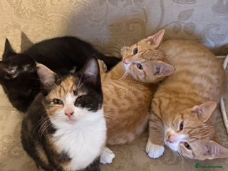 Domestic Shorthair cats - Advert 1