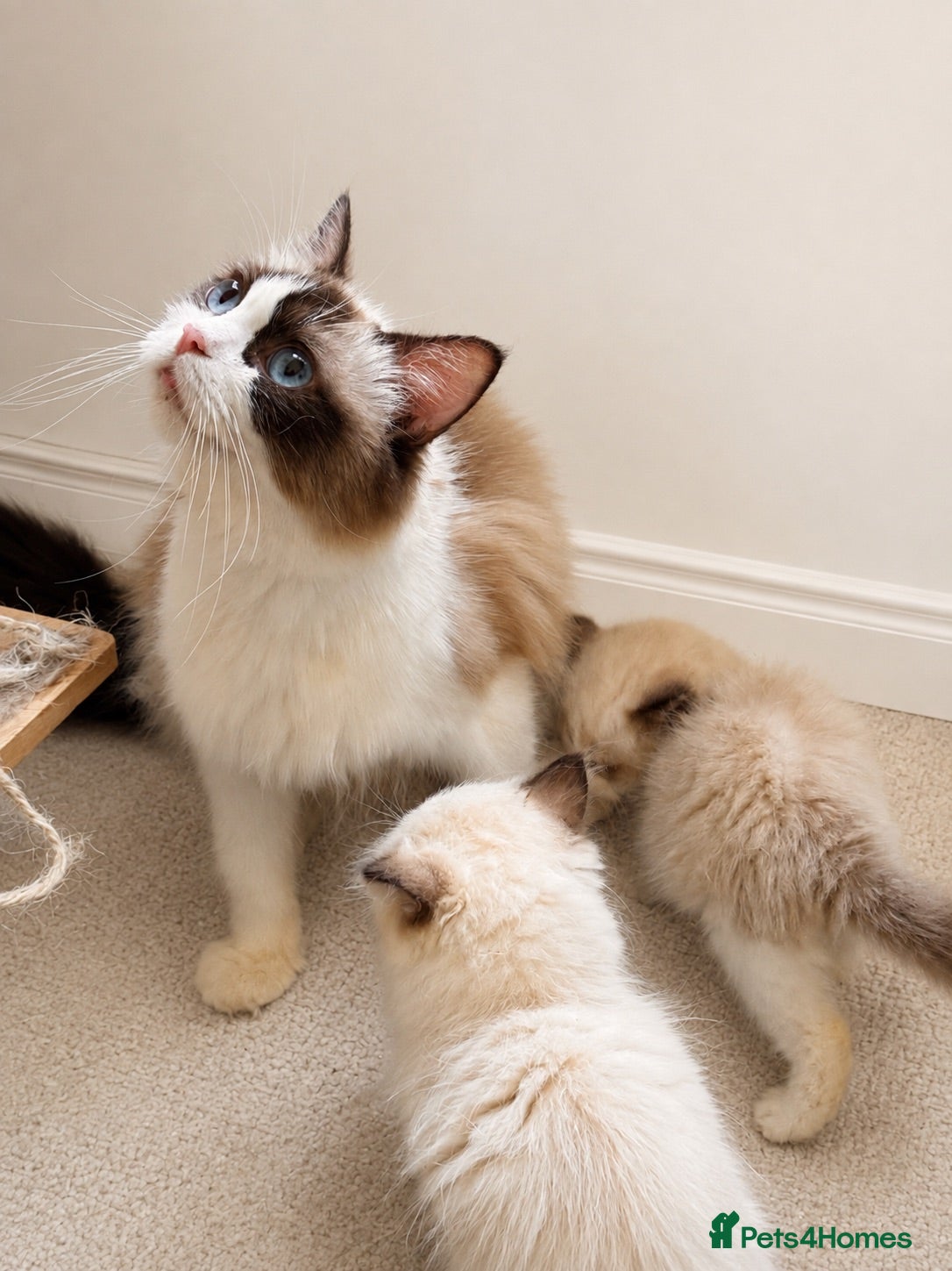 Ragdoll cats Stunning Ragdolls - Advert 2