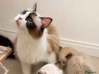 Ragdoll cats Stunning Ragdolls - Advert 1