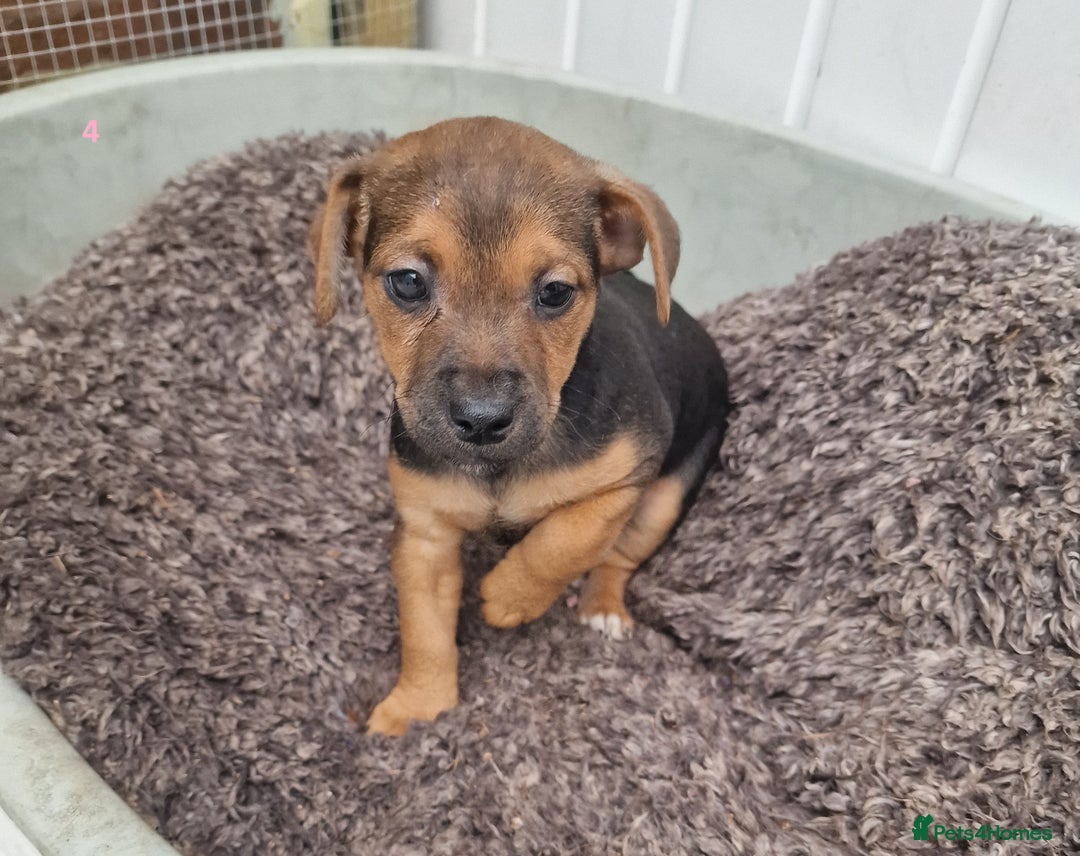 Mixed Breed dogs for sale: Beautiful Patterdale × Jack Chi Puppies - Image 14