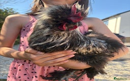 Chickens poultry for sale: Silkie Rooster (FOC) - Image 4