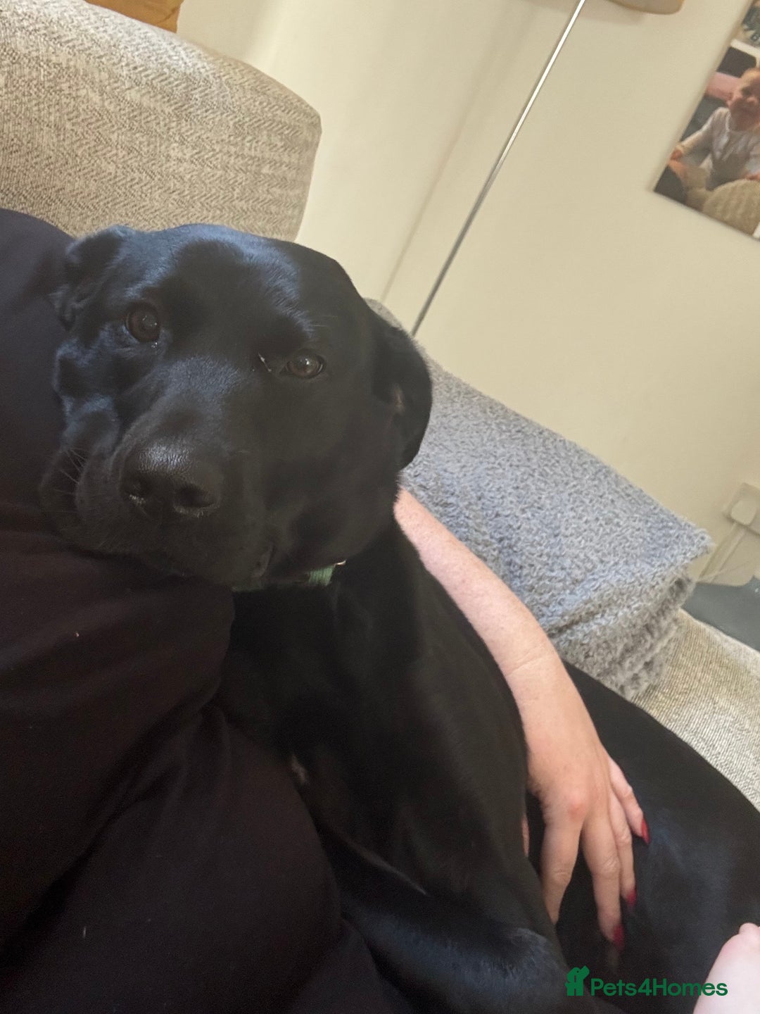 Labrador Retriever dogs for sale: KC registered labrador puppies  - Image 3