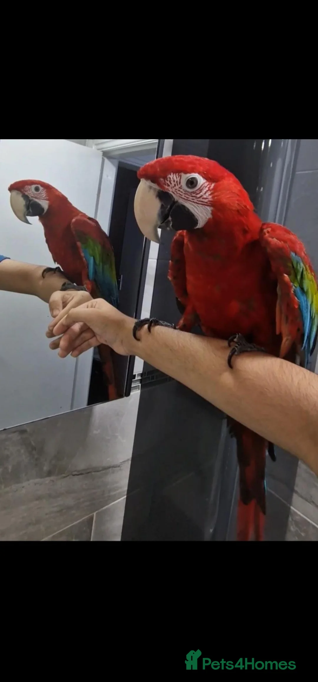 Macaws birds for sale: Beautiful Handreared Super Tame Baby Macaws! - Advert 2