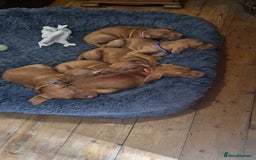 Hungarian Vizsla dogs for sale: Gorgeous bouncy and healthy vizsla pups - Image 8