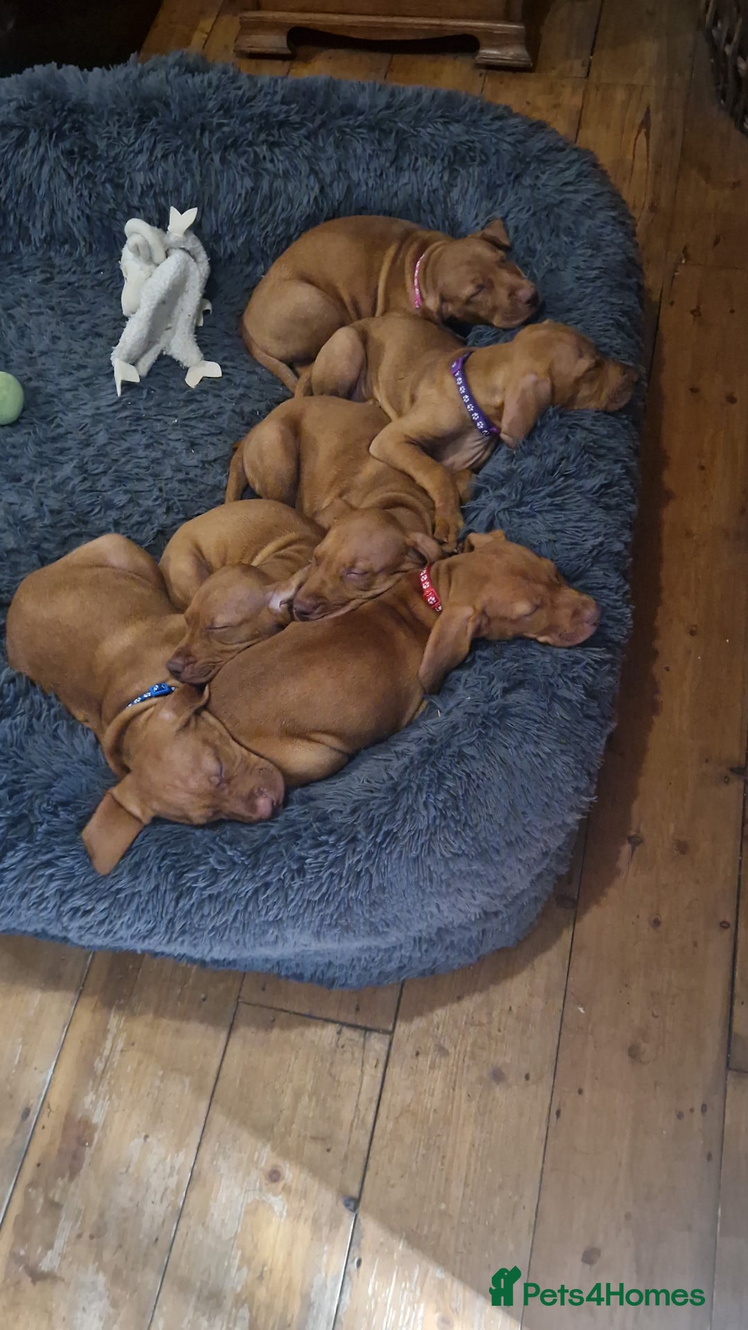 Hungarian Vizsla dogs for sale: Gorgeous bouncy and healthy vizsla pups - Image 8