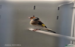 Finches birds for sale: Goldfinch greenfinch  - Image 7