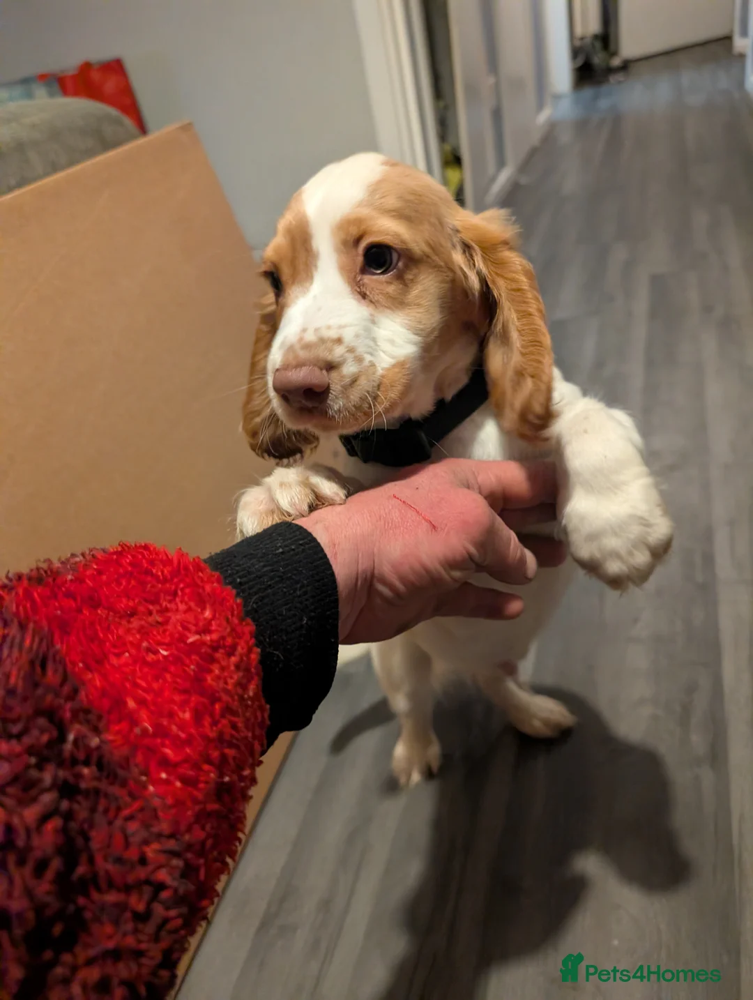 Cocker Spaniel dogs for sale: cocker spaniel 10 weeks last male - Advert 1