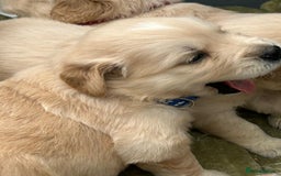 Golden Retriever dogs for sale: Superb litter Kc reg health tested goldens - Image 12