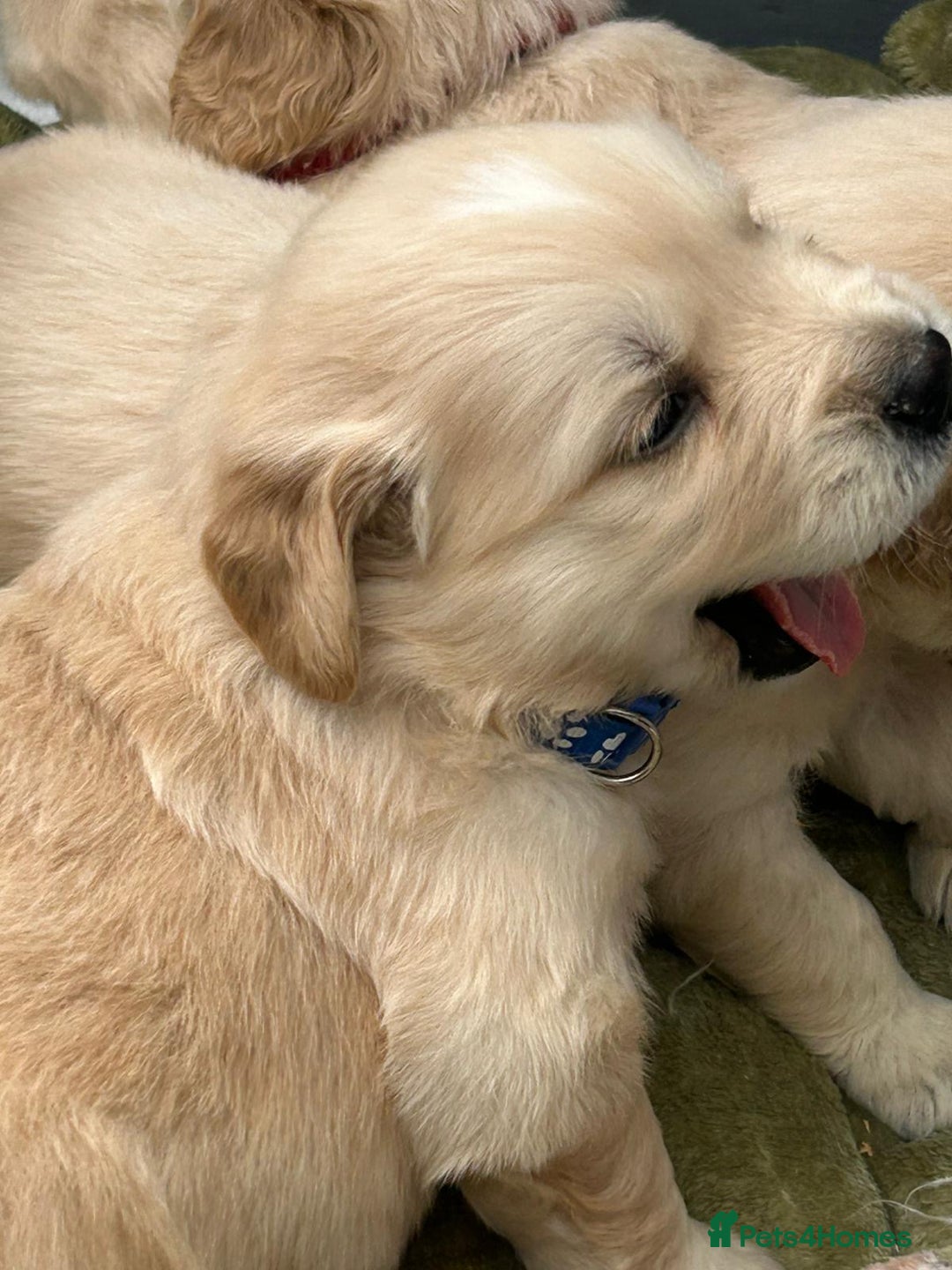 Golden Retriever dogs for sale: Superb litter Kc reg health tested goldens - Image 12
