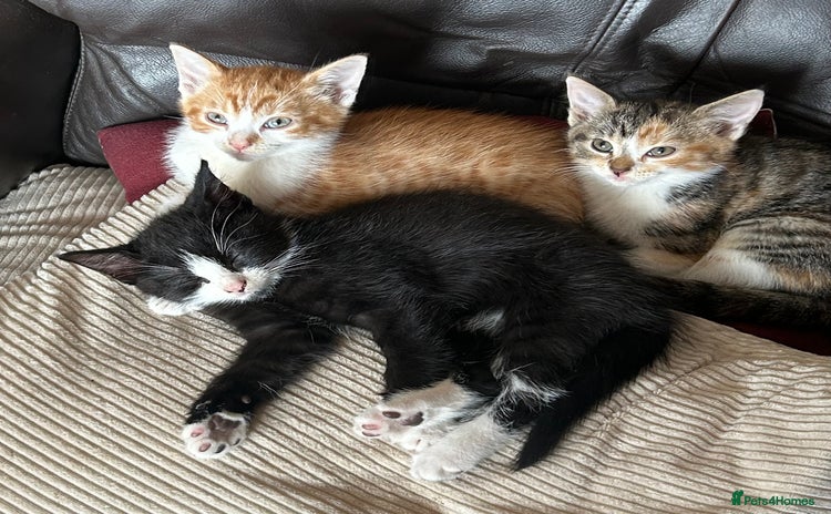 Domestic Shorthair cats - Advert 2