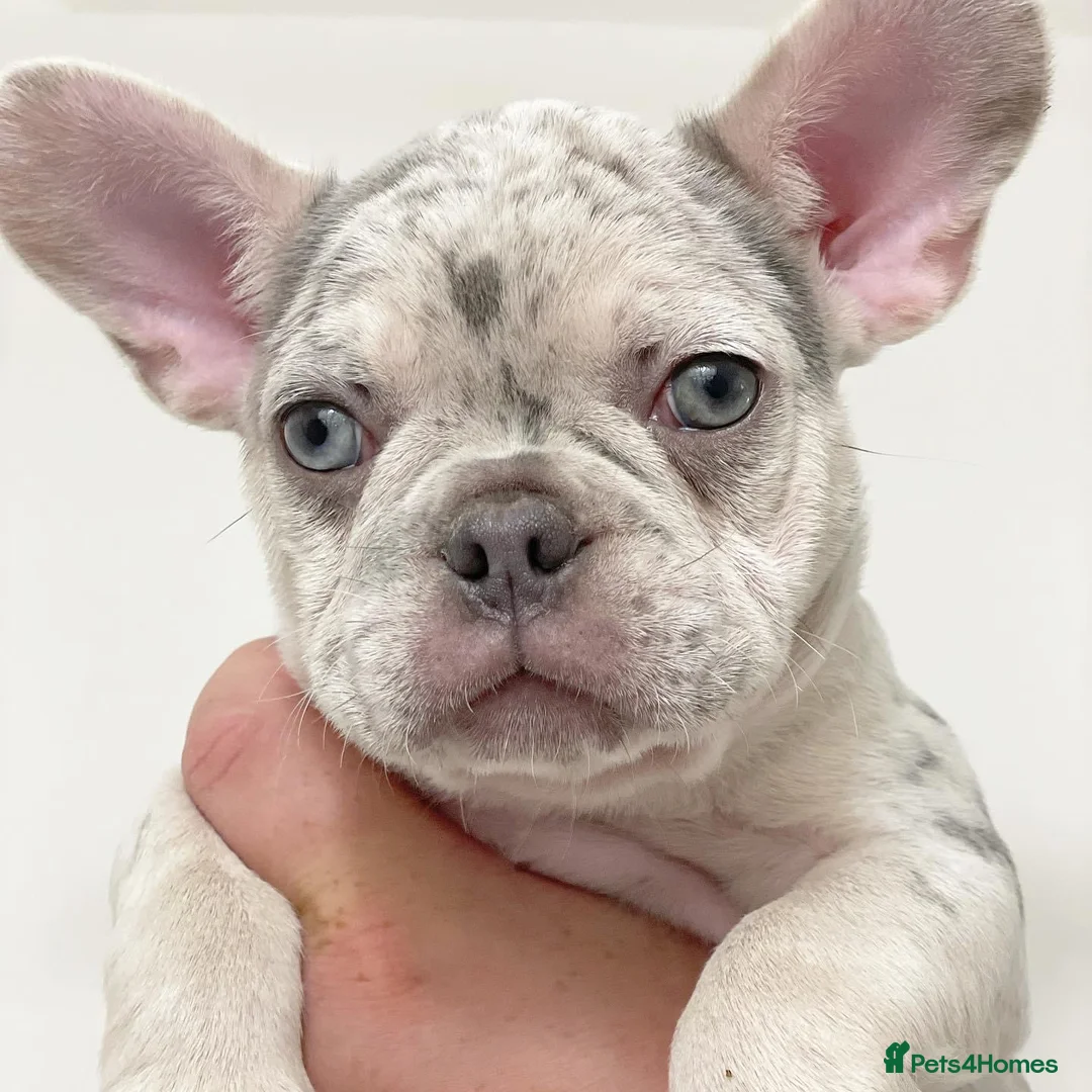 French Bulldog dogs for stud: LILAC AND TAN MERLE FRENCH BULLDOG STUD in Sunderland - Advert 14