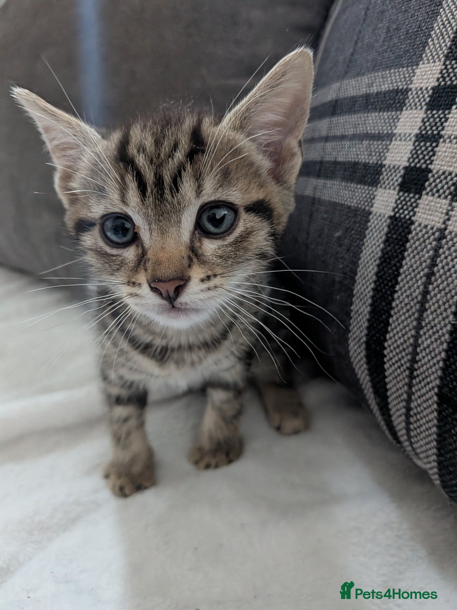 Mixed Breed cats for sale: 9 week old beautiful kittens  in Bognor Regis - Advert 4