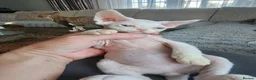 Devon Rex cats for sale: Two Devon Rex kittens for sale!!! - Advert 12