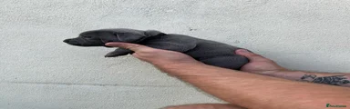 Black Collar