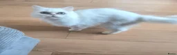 Persian cats for sale: Beautiful Persian Chinchilla - Advert 4