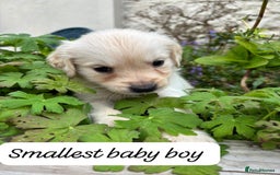 Golden Retriever dogs for sale: ❤️ Superb Litter of Golden Retriever Puppies ❤️ - Image 12