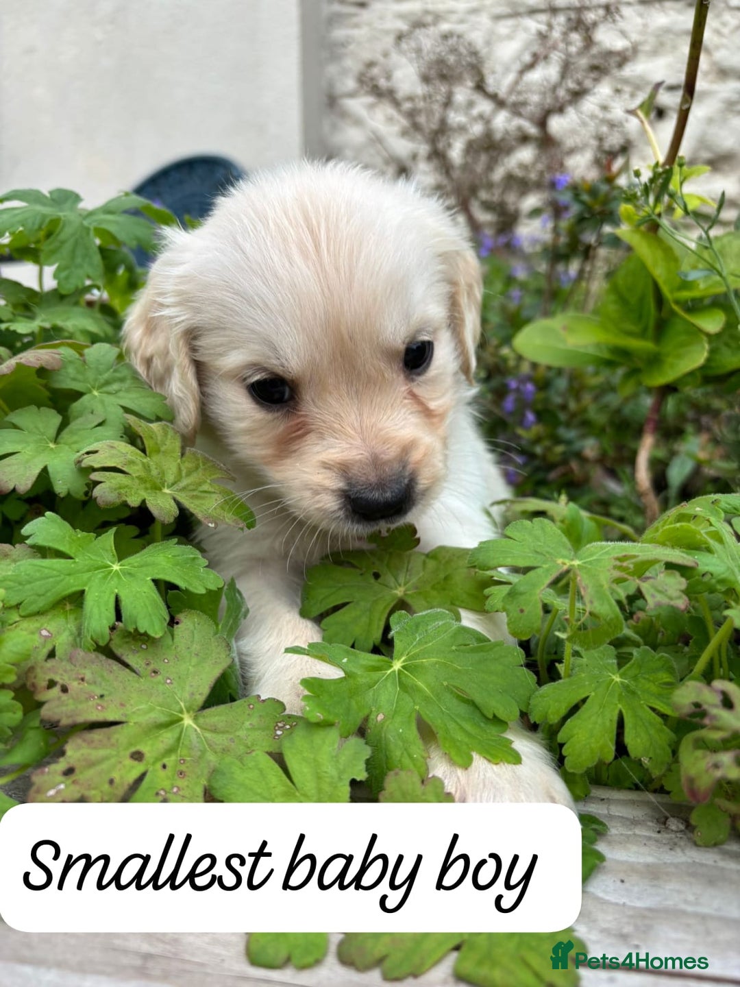 Golden Retriever dogs for sale: ❤️ Superb Litter of Golden Retriever Puppies ❤️ - Image 12