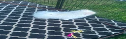 Pomeranian dogs for sale: Beautiful Pomeranian Girl Puppy in London - Advert 2